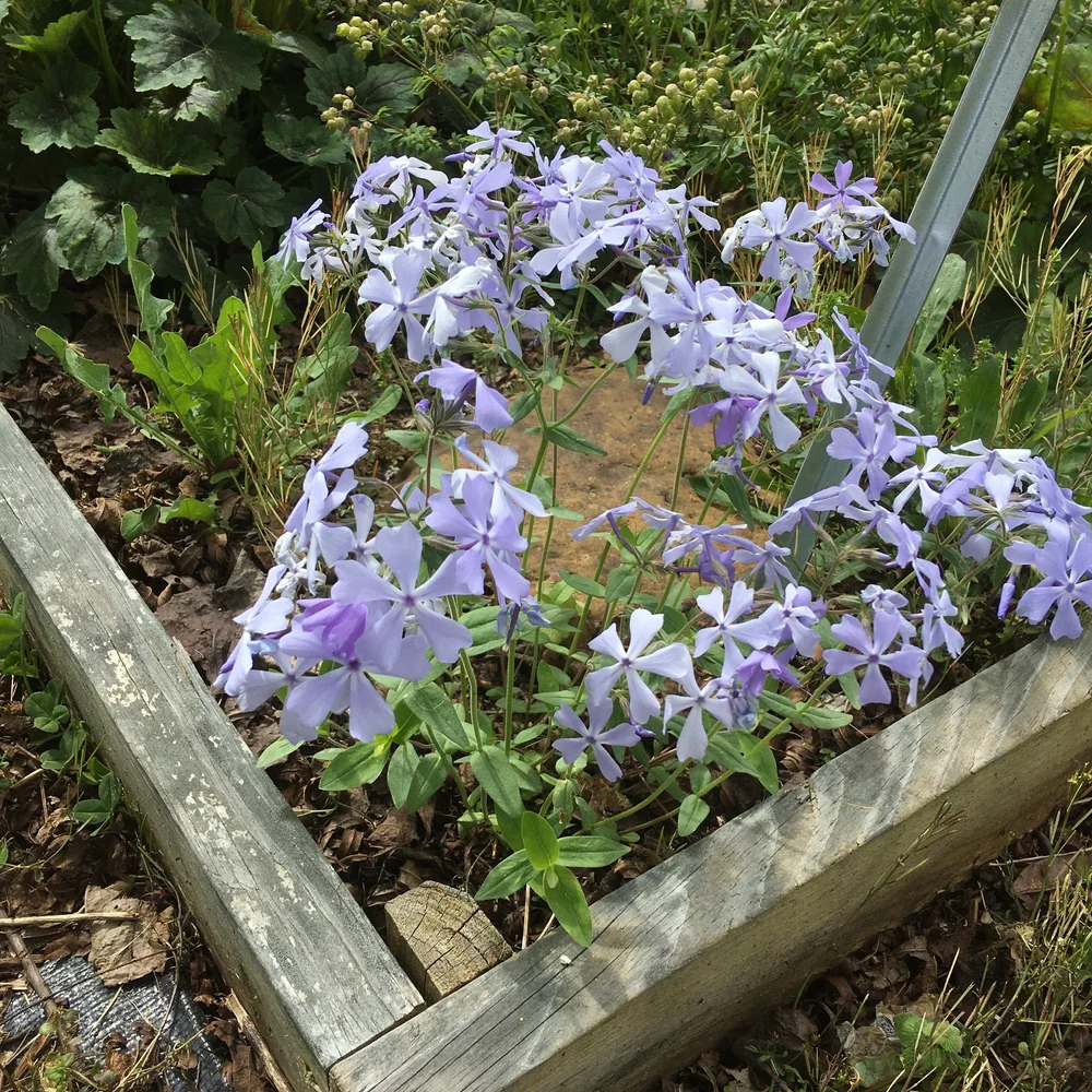 Woodland+Phlox.jpeg?format=1000w